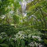Spring bloomers